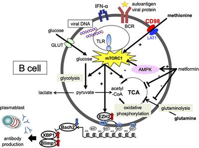 Association of Viral Infection With the Development and Pathogenesis of Systemic Lupus Erythematosus